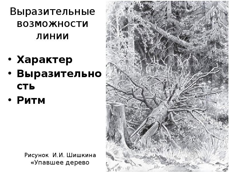 Линии как средство выразительности характер линий изображение дерева