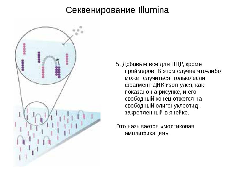 Секвенирование москва. ПЦР секвенирование. Секвенирование ДНК ПЦР. Секвенирование Иллюмина. Секвенирование ДНК Illumina.