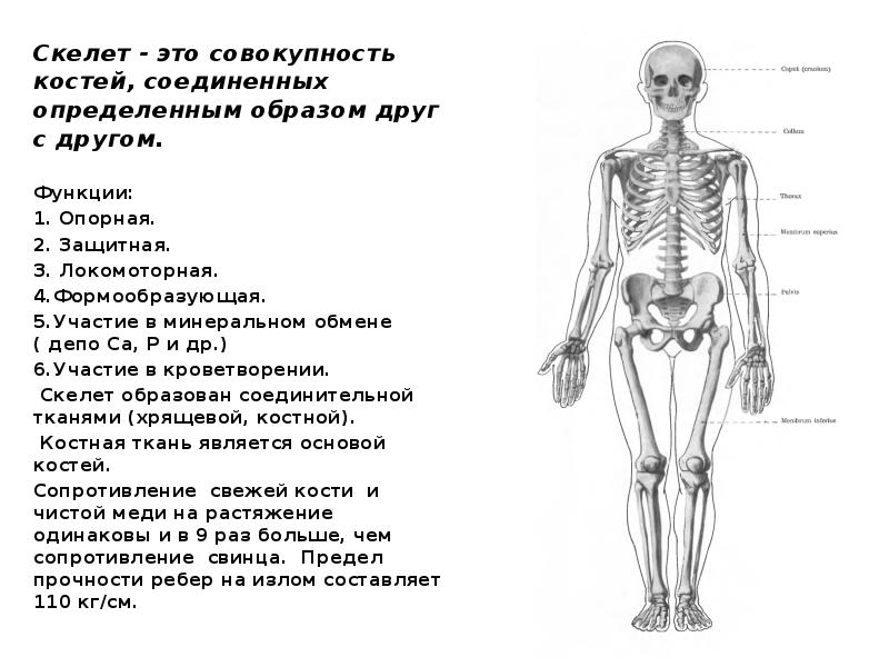 Скелет выполняет