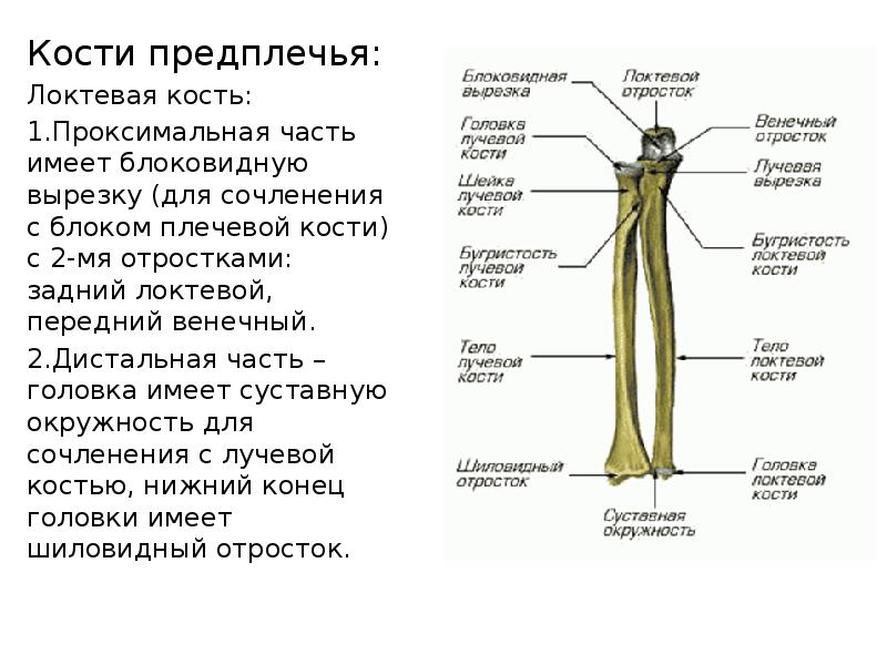 Кости c. Дистальный эпифиз локтевой кости. Кости предплечья, шиловидный отросток. Проксимальный конец локтевой кости. Проксимальный эпифиз локтевой кости.