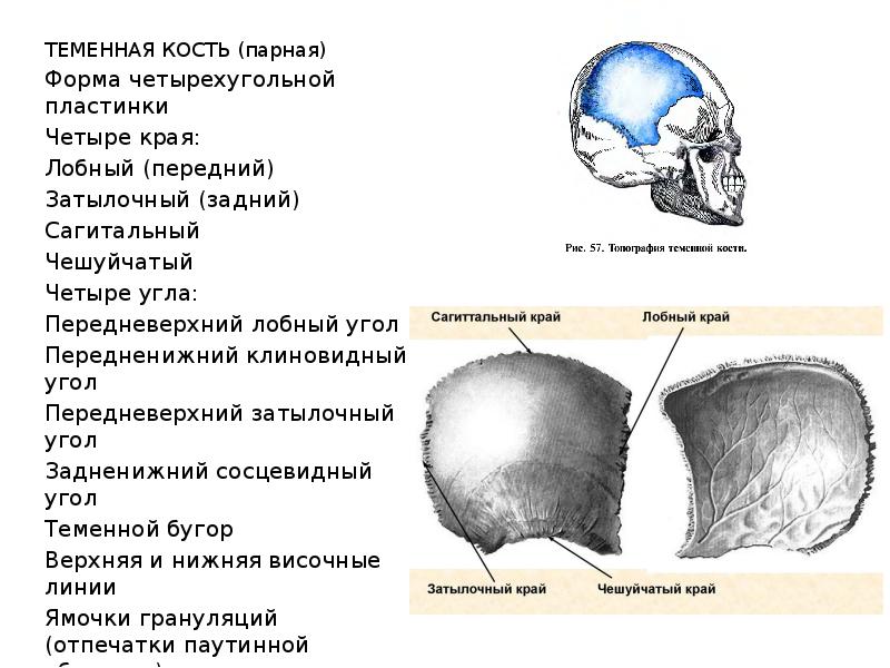 4 теменная кость. Теменная кость черепа анатомия. Теменная кость строение. Затылочная кость теменной край. Теменная кость анатомия строение.