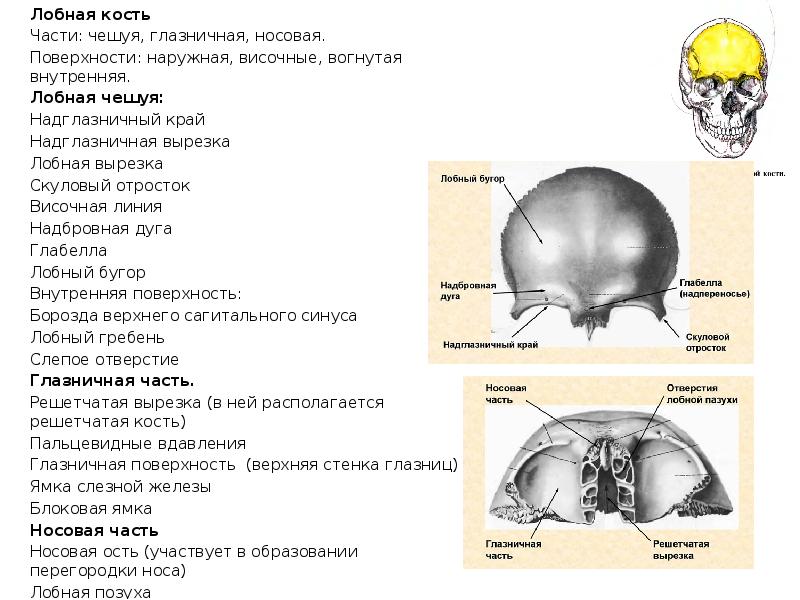 Лобная кость