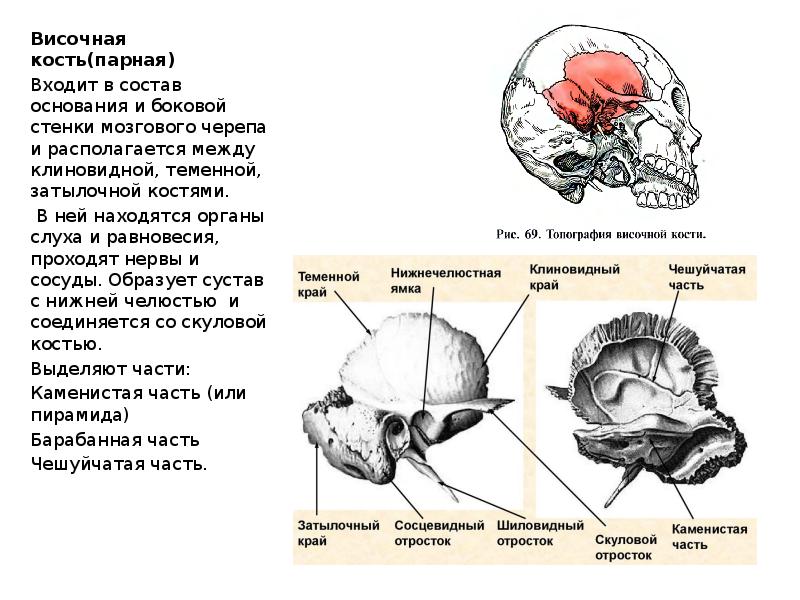 Пирамиды височной