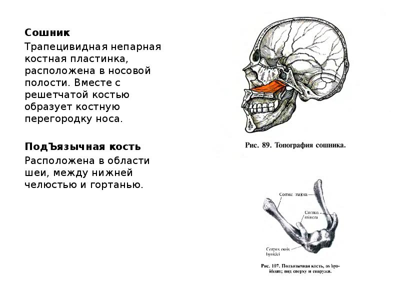 Сошник. Сошник черепа анатомия. Сошник кость черепа. Кости черепа анатомия сошник. Где находится сошник в черепе.