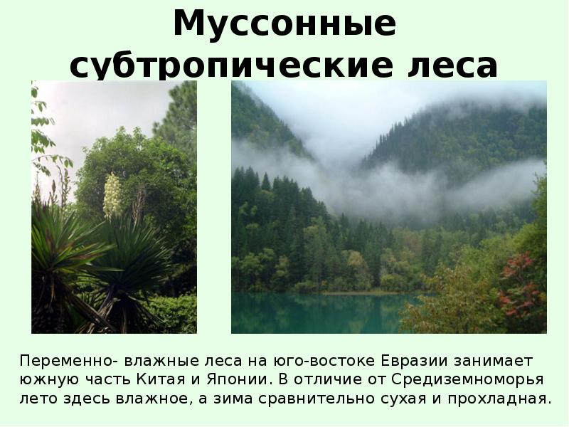 Переменно влажные леса температура. Природные зоны Евразии муссонные леса. Климат вечнозеленых муссонных лесов в Евразии. Муссонные субтропики Евразии. Муссонные леса Тип климата.