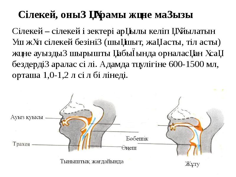 Ауыз қуысы презентация