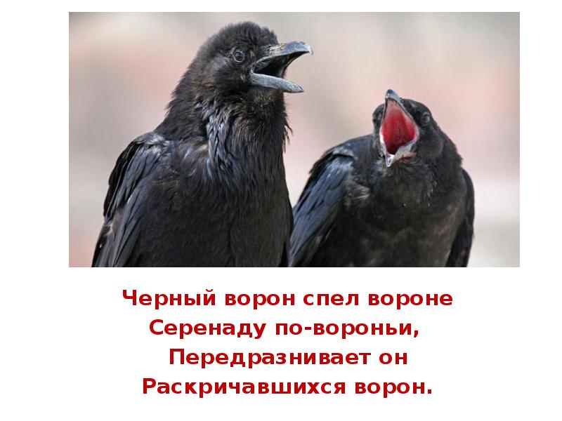 Опорные слова черный ворон. Скороговорка про ворону. Высказывания вороны. По вороньи. Интересные фразы про ворону.