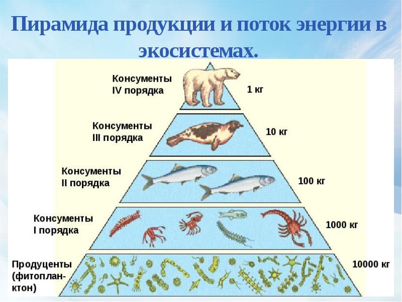 Экологической пирамиды экосистемы