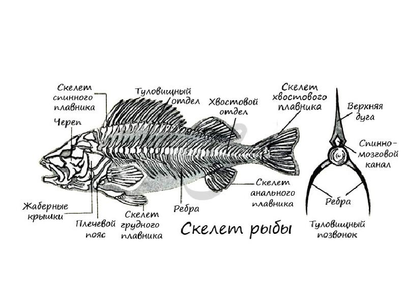 Скелет рыбы состоит из. Эволюция конечностей у млекопитающих. Эволюция передних конечностей у млекопитающих. Преобразование конечностей. Конечность рычажного типа у млекопитающих.