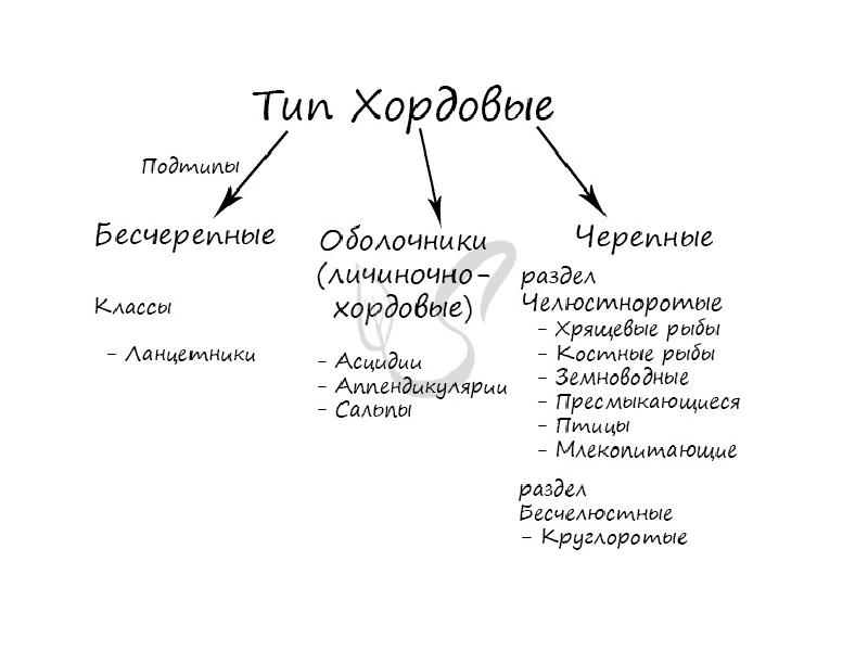 Схема классификации типа хордовых