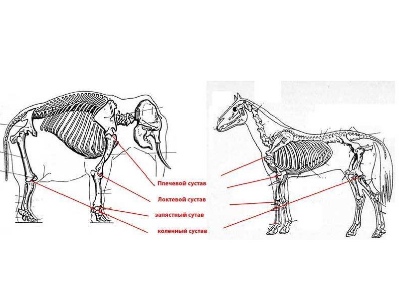 Суставы схема корнилова
