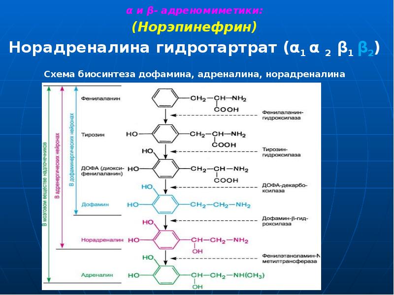 Схема синтеза дофамина