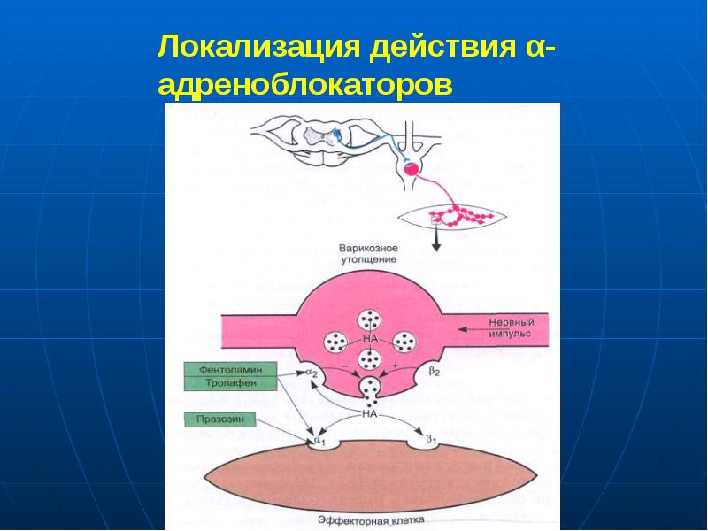 Локализация действия α-адреноблокаторов