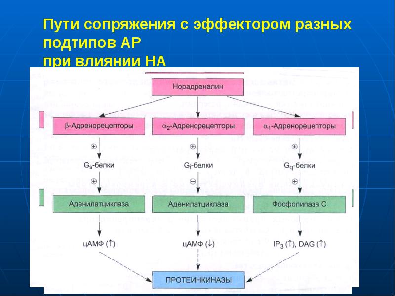 Пути сопряжения с эффектором разных подтипов АР  при влиянии НА