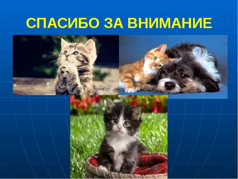 СПАСИБО ЗА ВНИМАНИЕ