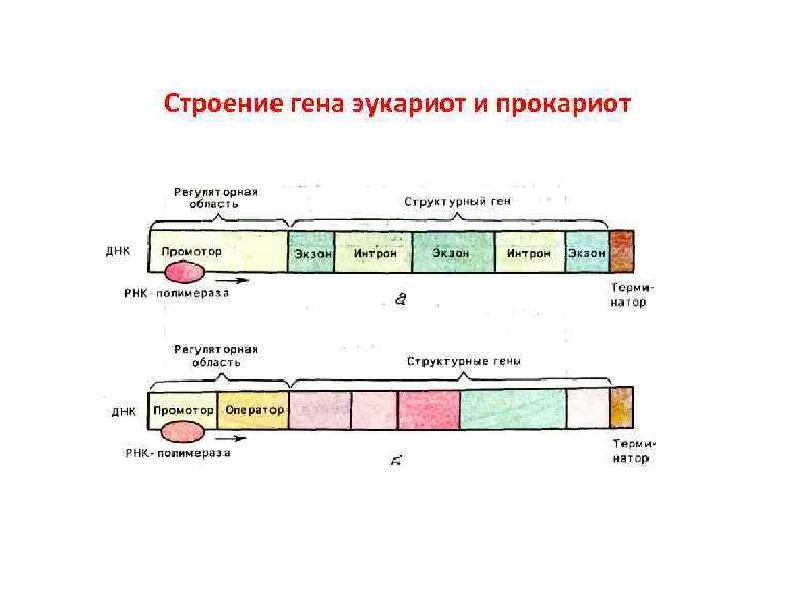 Схематическое изображение гена