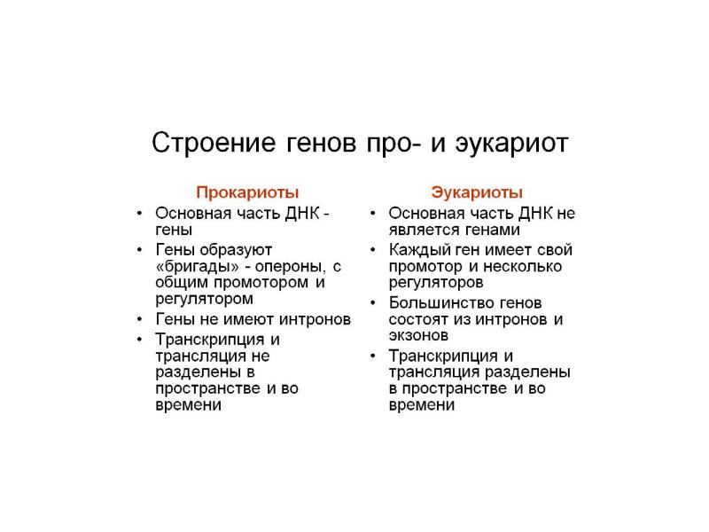 Отличие гена прокариот от эукариот