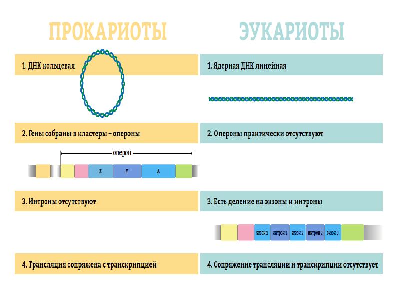 Строение гена. Структура Гена прокариот и эукариот. Схема строения оперона у прокариот и эукариот. Строение Гена эукариот экзоны и интроны. Структура генов прокариот и эукариот.