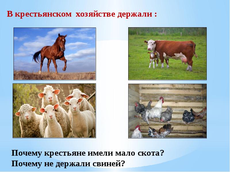 Хозяйства россии в начале 16 века. Хозяйство коровы крестьян. Почему крестьяне не держали свиней. Животные в крестьянском хозяйстве. Территория население и хозяйство России в начале 16 века.