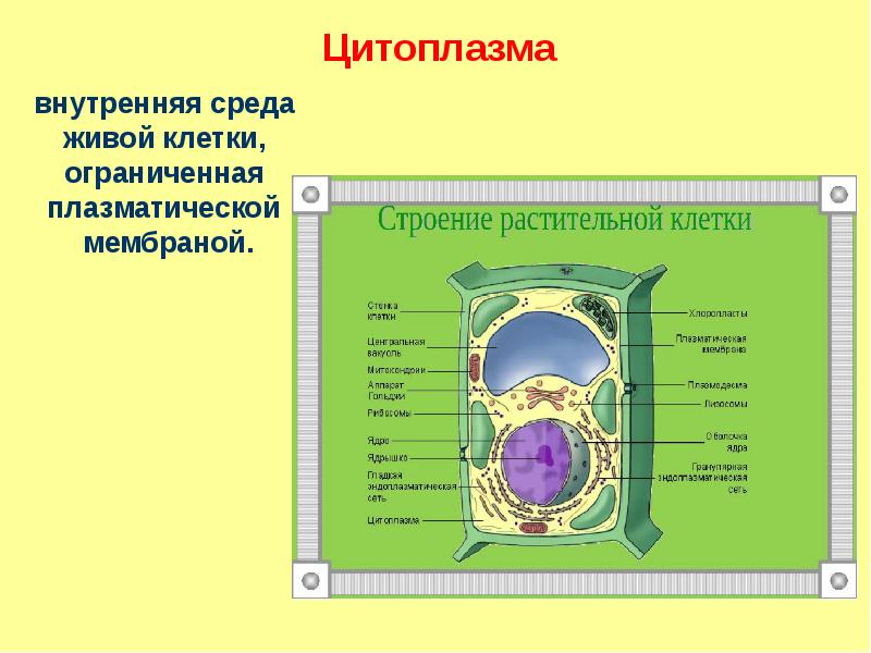 Строение растительной клетки презентация