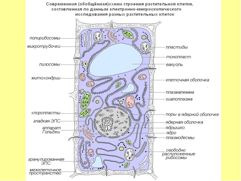 Строение растительной клетки рисунок с подписями и функциями