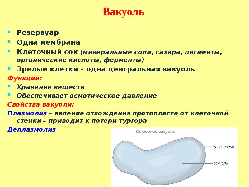 Кто содержит вакуоли с клеточным соком