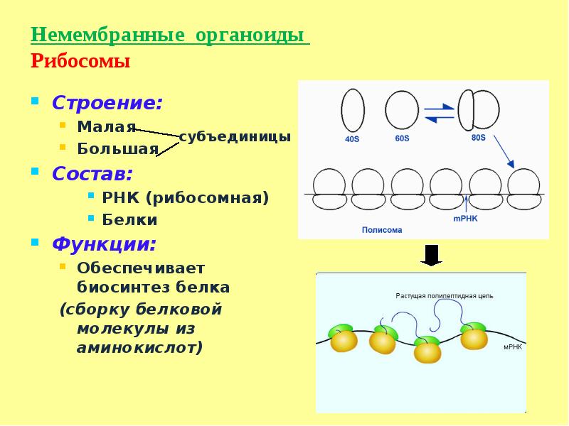 Какие структуры клеточного органоида позволяют установить что на рисунке изображена рибосома