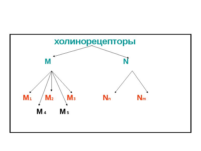 М холинорецепторы. М-холинорецепторы классификация м1.м2.м3. М2-холинорецепторы расположены:. Локализация м1 м2 м3 холинорецепторов. M И N холинорецепторы.