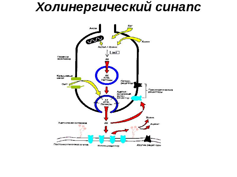 Холинергический синапс схема