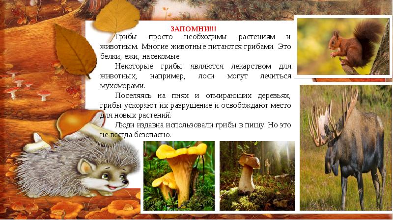 мухомор и животные. рыжая белка. белка с бельчатами. грибы и животные. мышь и гриб.