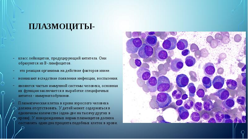 Плазматический клетки 4. Плазмоциты иммунной системы. Плазмоциты гистология. Плазматические клетки гистология. Плазматическая клетка строение.