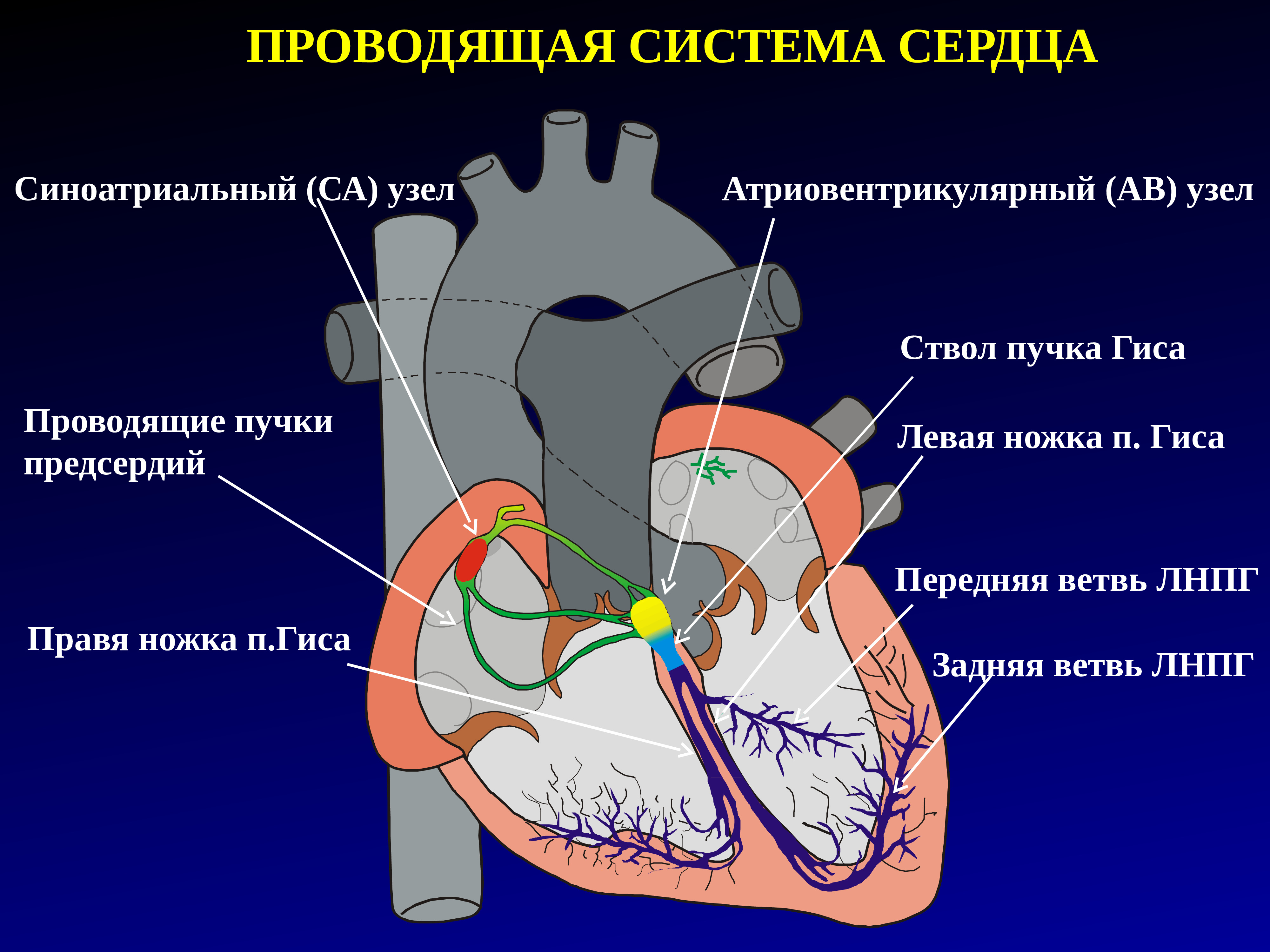 Синусно предсердный узел находится