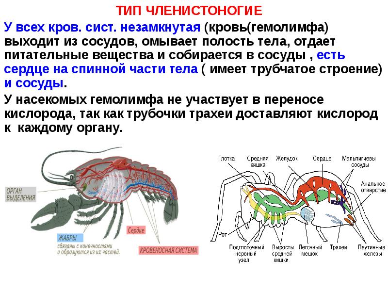 Схема кровеносной системы членистоногих