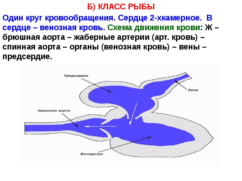 Круг кровообращения рыб схема