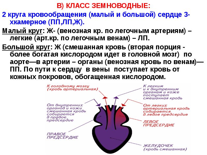 Круги кровообращения земноводных схема