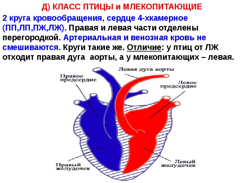 Большой круг кровообращения у птиц схема