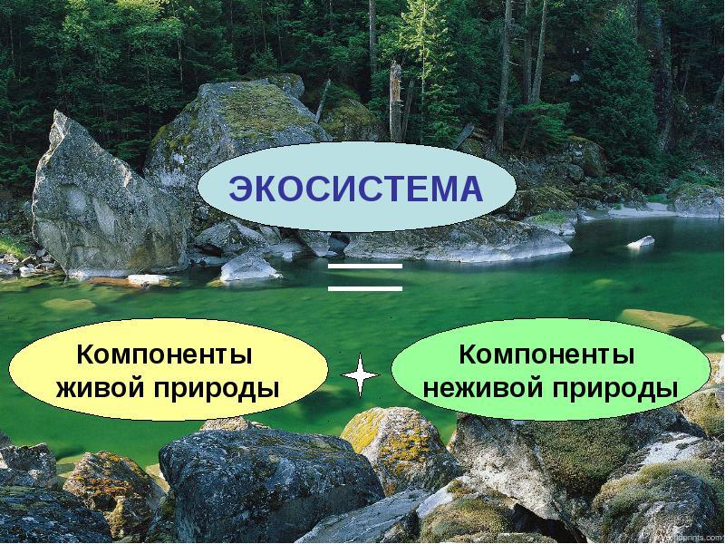 Природная экосистема презентация