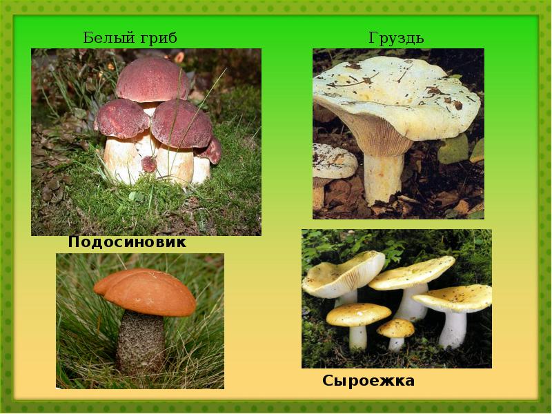 Съедобные Грибы Фото И Название Кировской Области