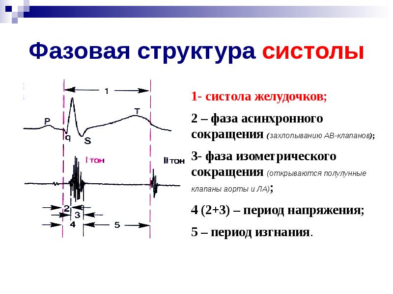 Графическое изображение тонов сердца в норме