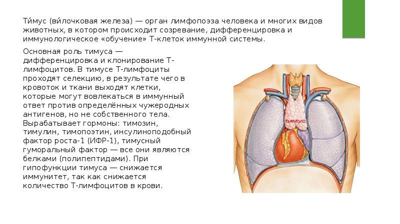 Гормоны тимуса презентация