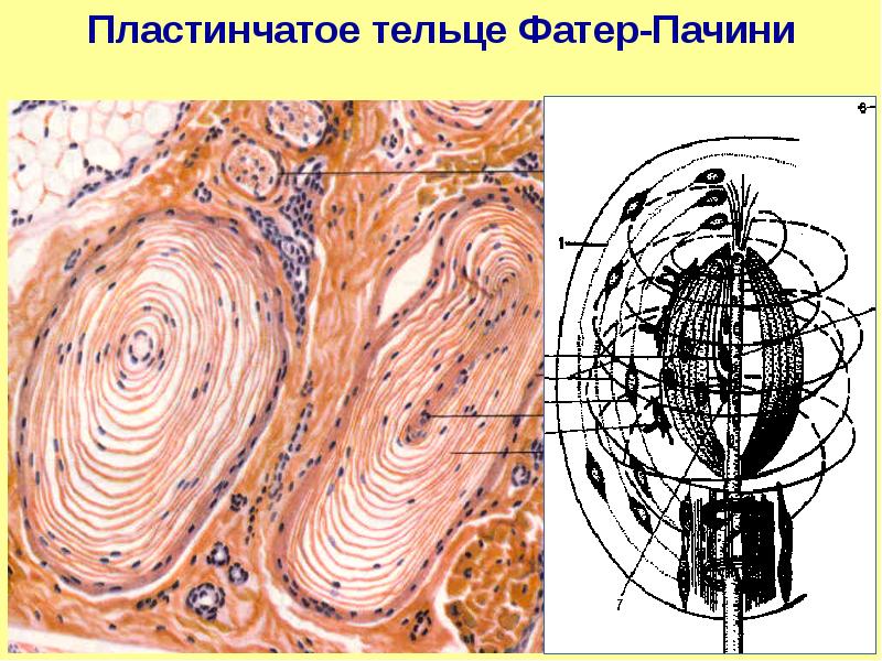 Определите название частей тельца пачини обозначенных на рисунке цифрами 1 и 2