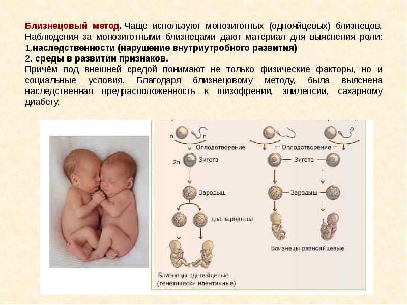 Почему однояйцевые близнецы имеют одинаковый генотип