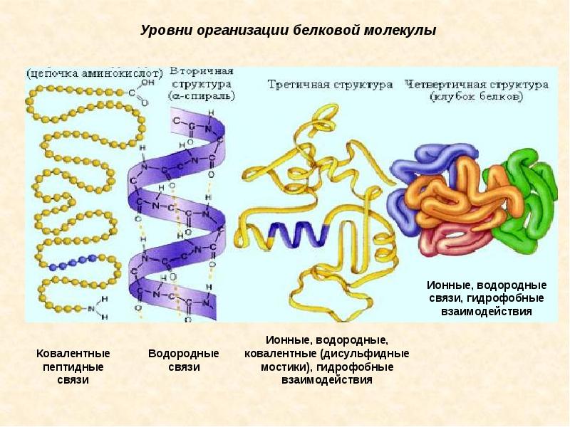 В молекулах белков связь. 4 Уровня структурной организации белков. Уровни структурной организации белковой молекулы. Уровни структурной организации белка. Структурная организация белков.