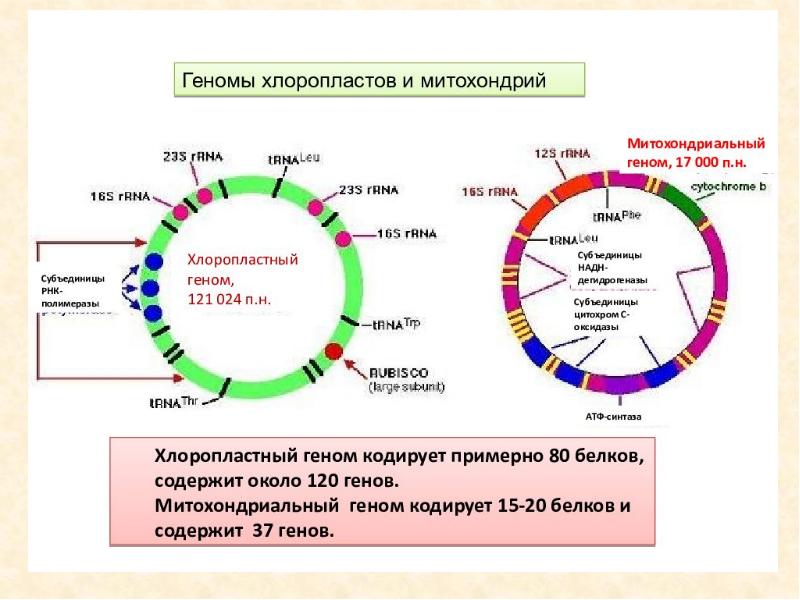 Геном презентация 10 класс