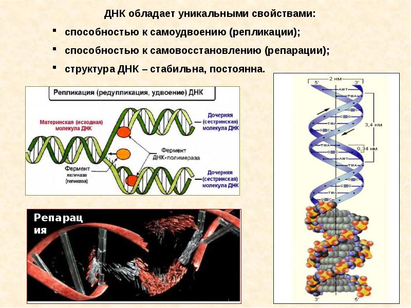 Другое название днк. Самоудвоение ДНК. ДНК стабильна это. Процесс самоудвоения молекулы ДНК. Способность к репликации.