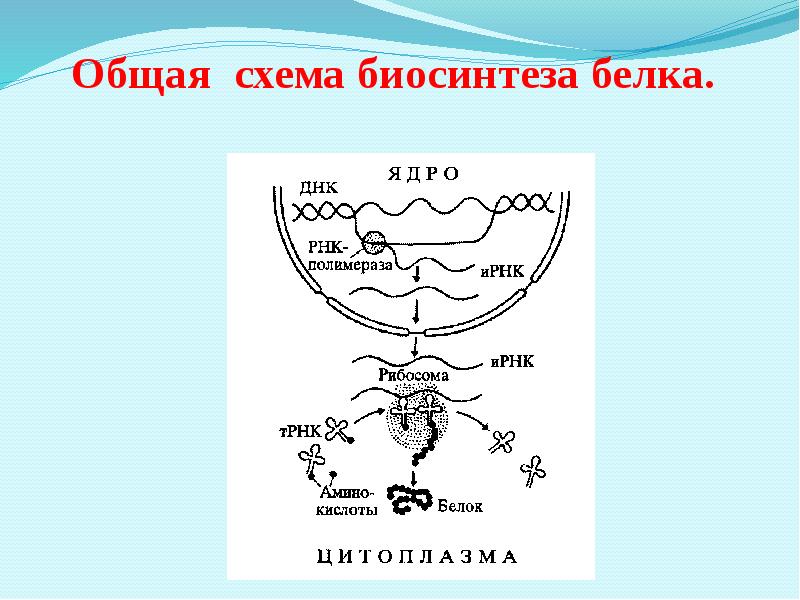 Биосинтез белков тест. Общая схема биосинтеза белка. Биосинтез белка схема. Гамма глобулин схема. Биосинтез липопротеина.