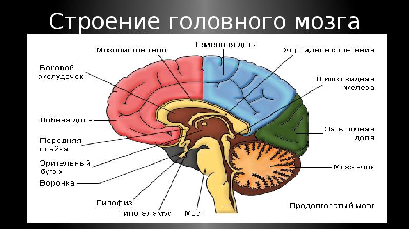 Головной мозг связан со. Строение головного мозга. Строение головноготмозга. Анатомия структур головного мозга. Струры головного мозга.
