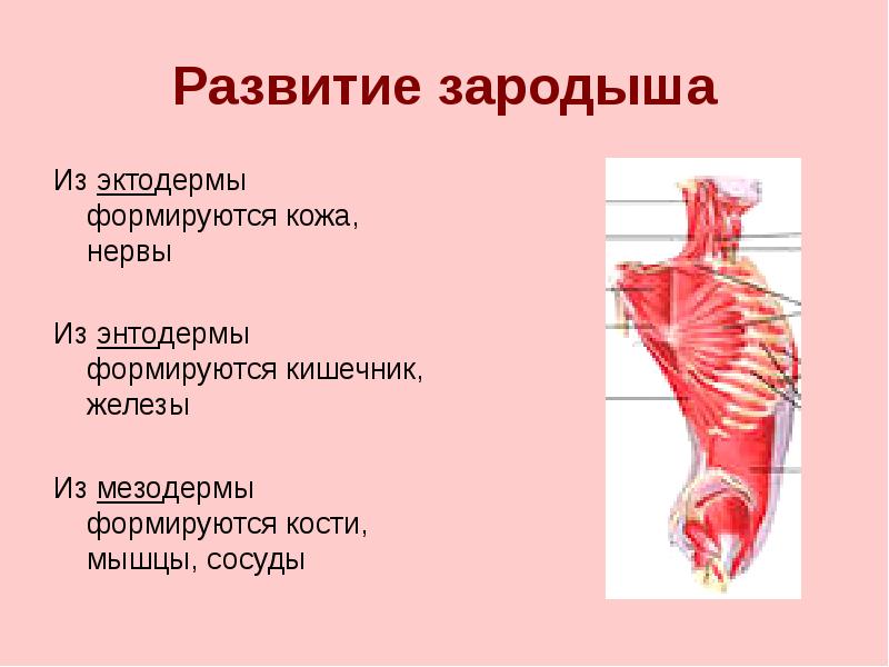 Кости формируются из эктодермы. Прорастание мышцы сосудами. Гаряев кости сосуды мышцы