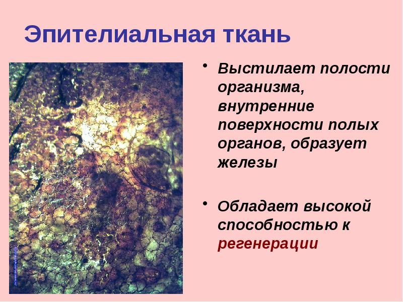 Потовые железы образованы. Миоэпителиальная ткань. Какой тканью образованы железа. Какой тканью образованы железа. Эпителиальная ткань покровная железистая.