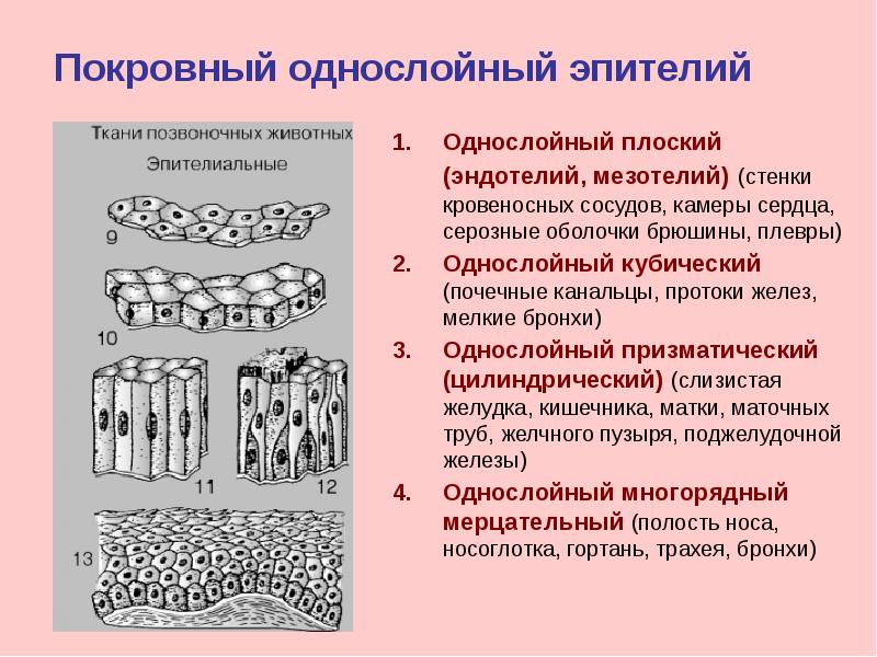 Мезотелий гистология рисунок